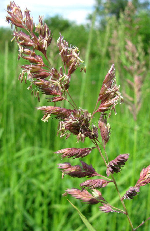 Канареечник (Phalaris arundinacea)