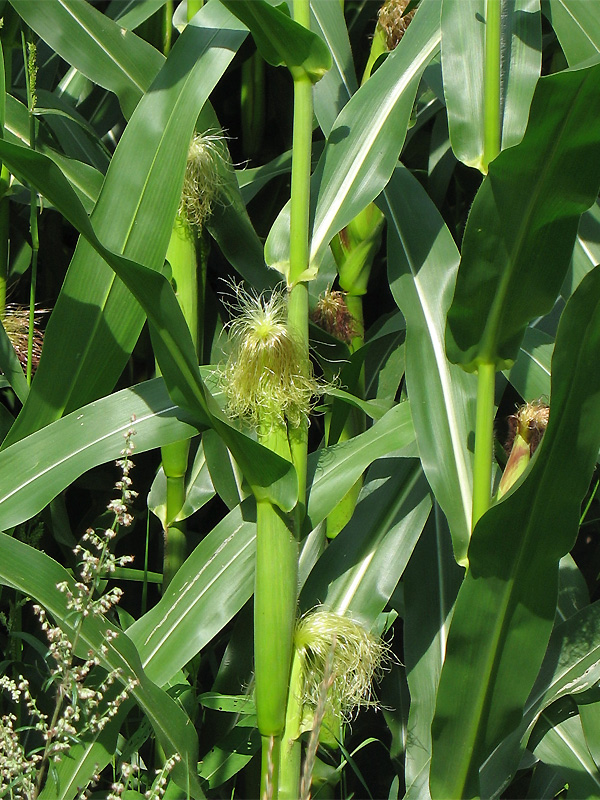 Кукуруза (Zea mays)