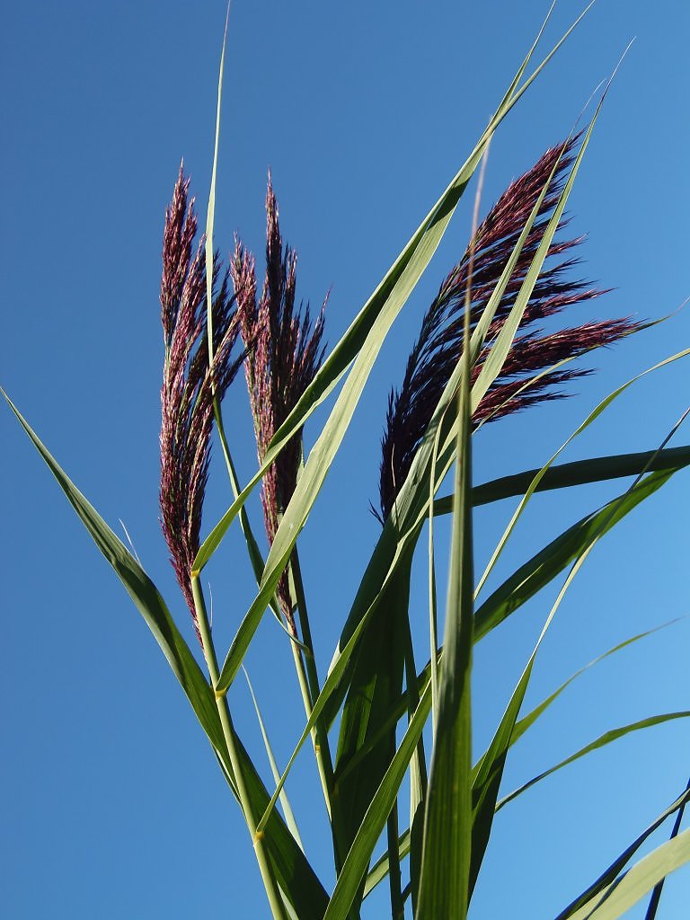Тростник обыкновенный (Phragmites communis)