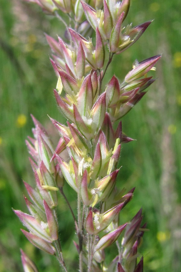 Бухарник шерстистый (Holcus lanatus)