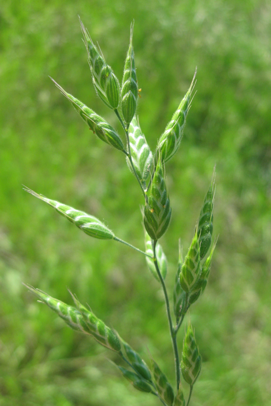 Костер (Bromus inermis)