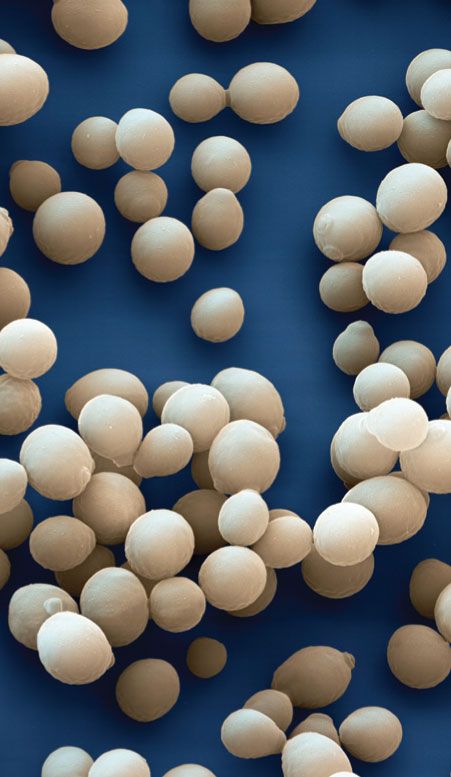 Saccharomyces cerevisiae