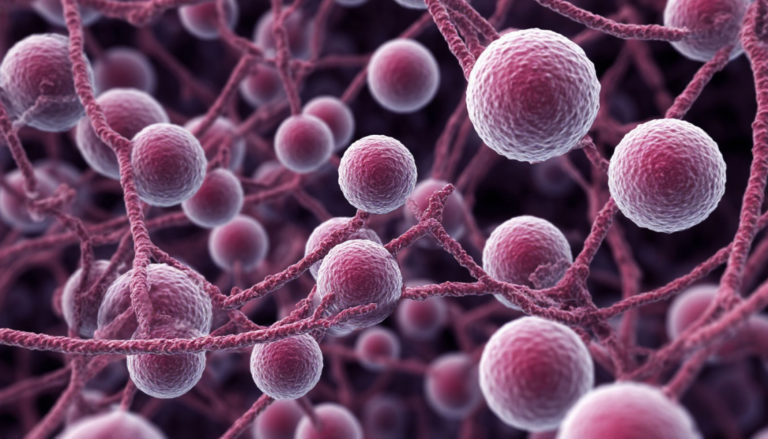 Candida albicans