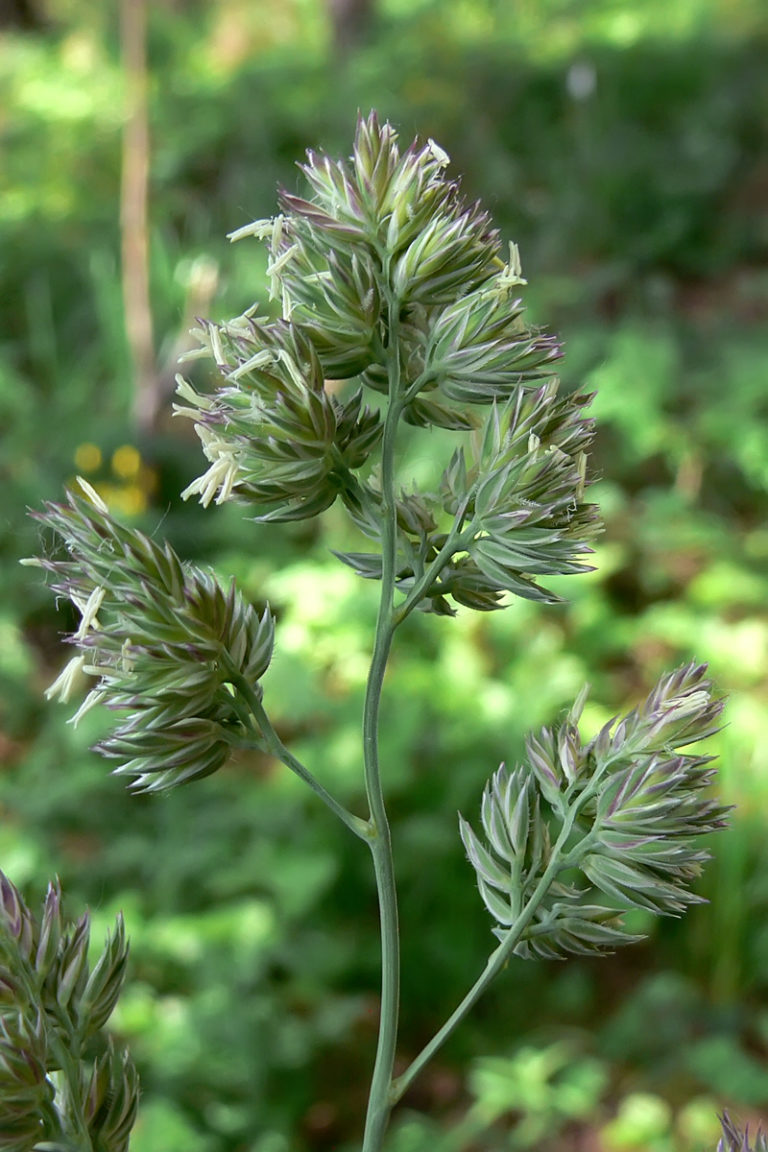 Ежа сборная (Dactylis glomerata) Ежа сборная (Dactylis glomerata)