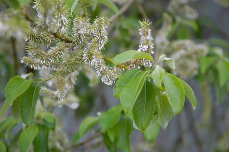 Ива (Salix caprea)