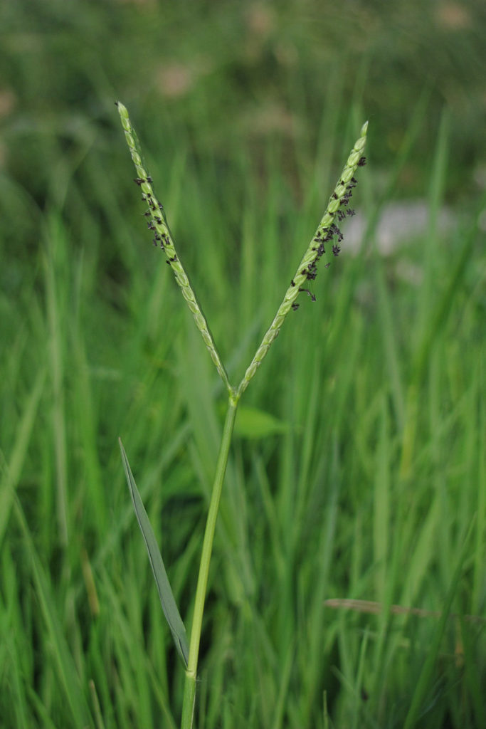 Гречка заметная (Paspalum notatum)