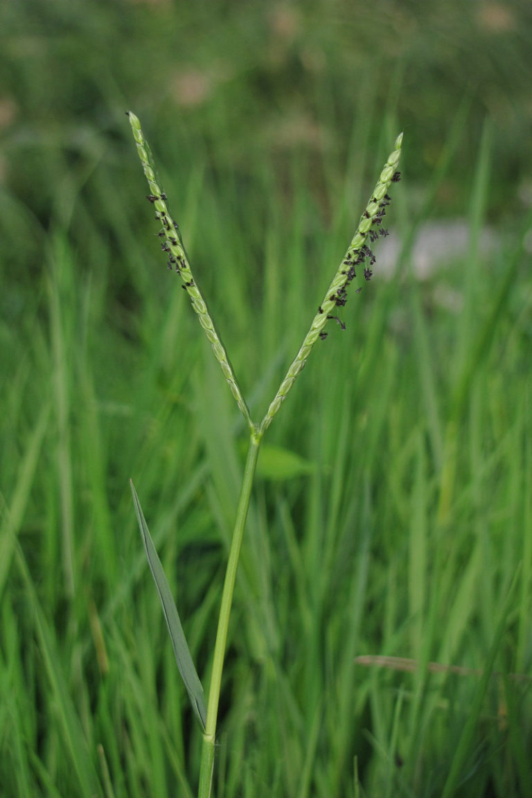 Гречка заметная (Paspalum notatum)
