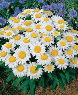Нивяник (Chrysanthemum leucanthemum) Нивяник (Chrysanthemum leucanthemum)
