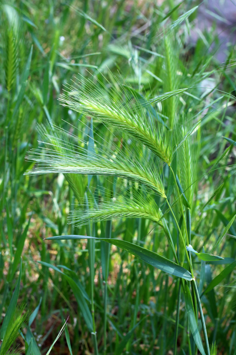 Ячмень (Hordeum vulgare)