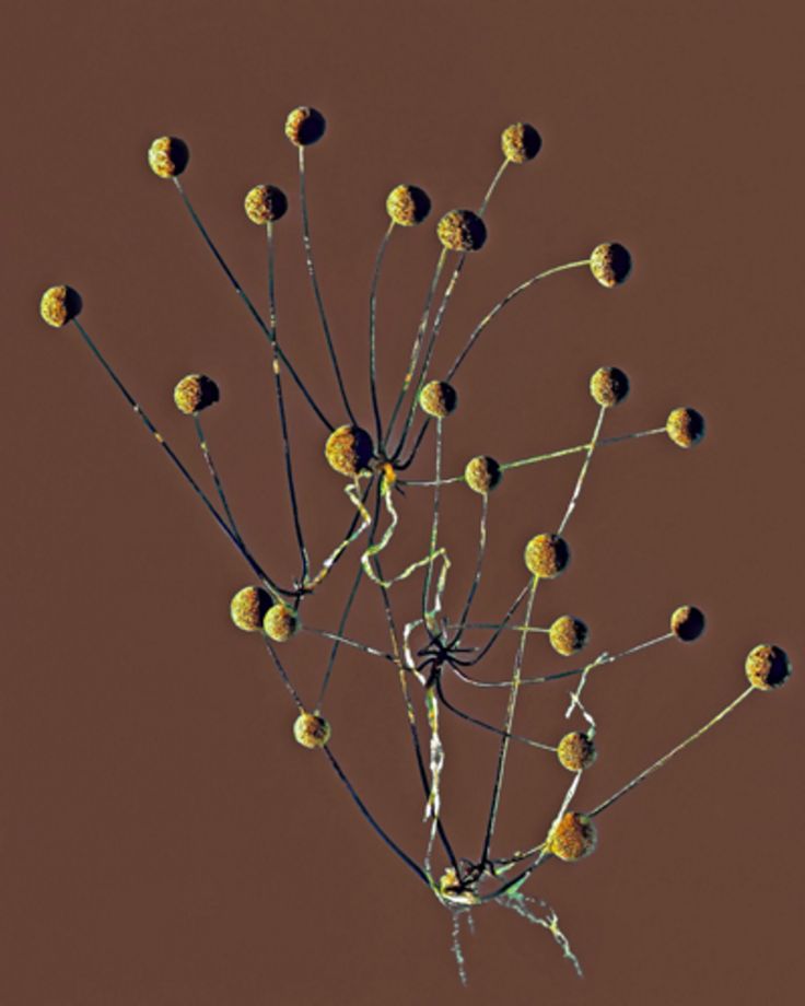 Rhizopus nigricans