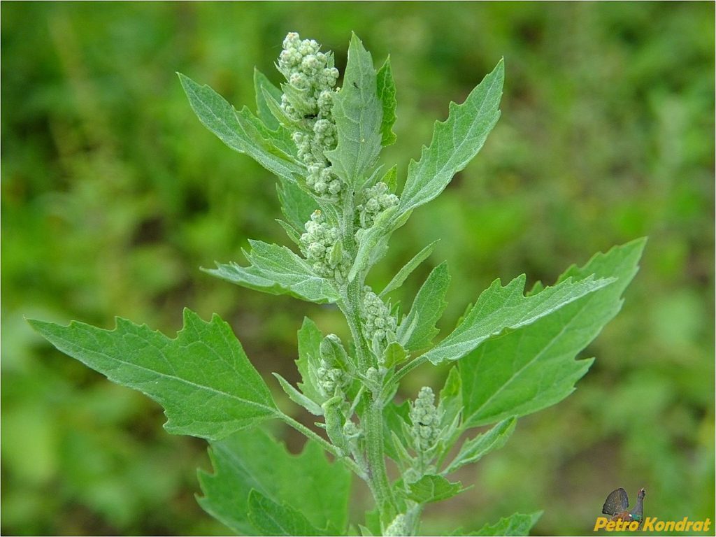 Лебеда (Atriplex lentiformis) Лебеда (Atriplex lentiformis)