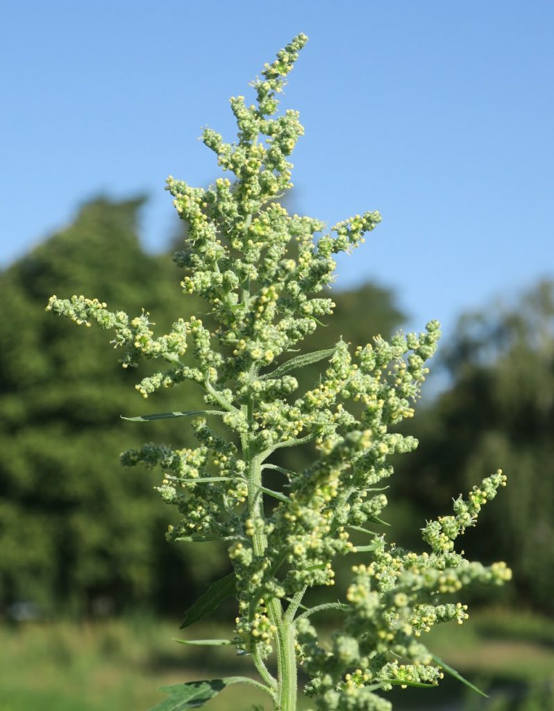 Марь белая (Chenopodium album) Марь белая (Chenopodium album)