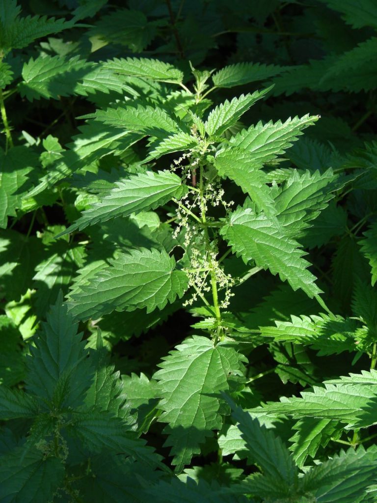 Крапива двудомная (Urtica dioica) Крапива двудомная (Urtica dioica)