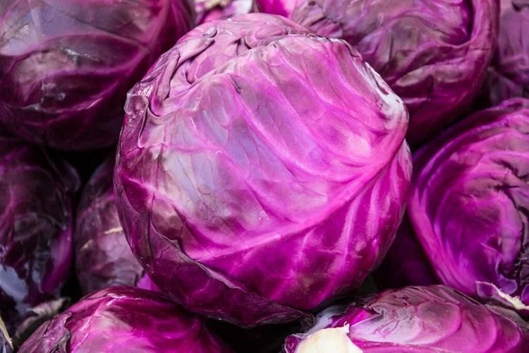 Капуста краснокочанная