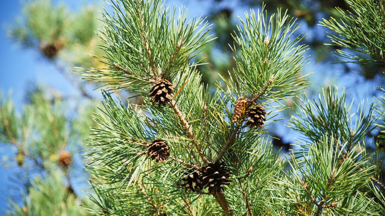 Сосна (Pinus sylvestris) Сосна (Pinus sylvestris)
