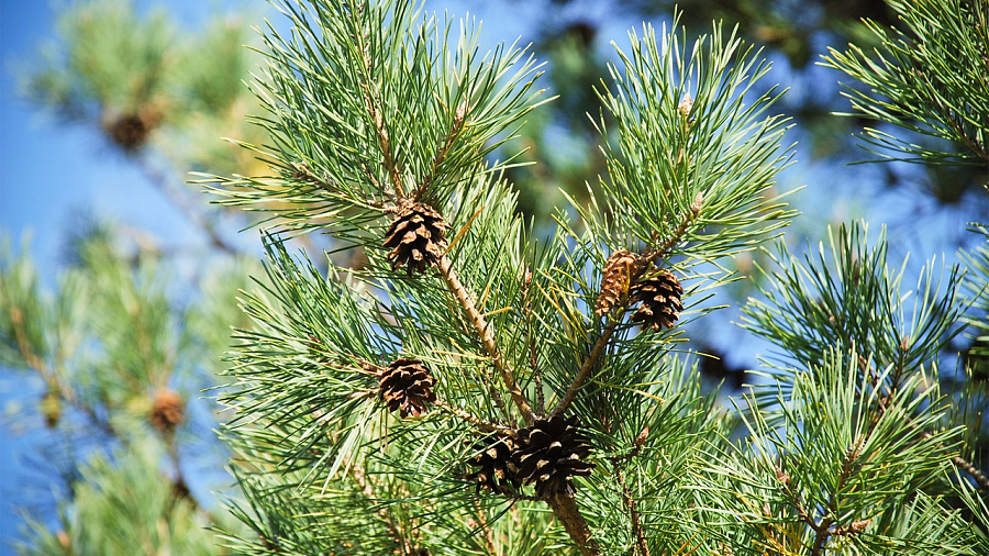 Сосна (Pinus sylvestris)