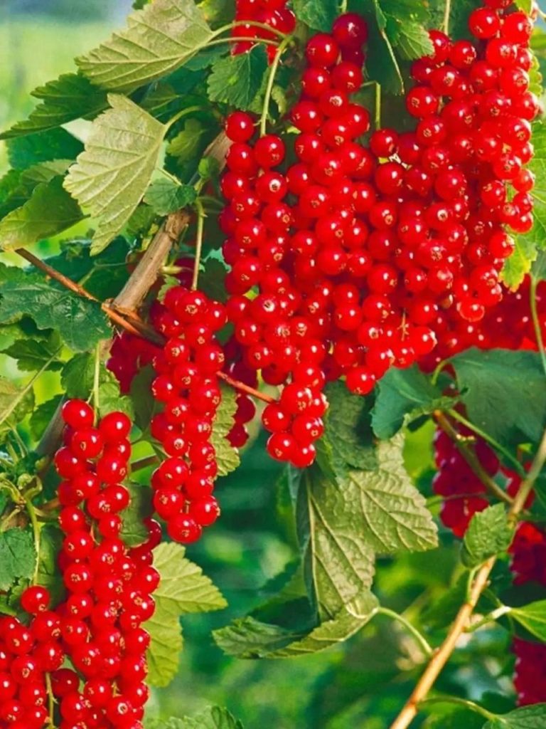 Красная смородина