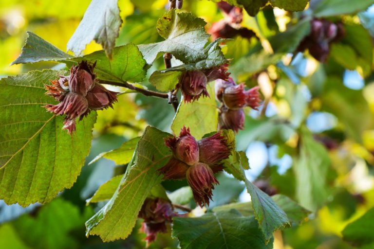 Лещина/орешник (Corylus avellana)