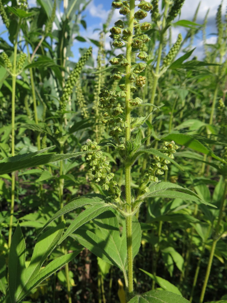 Амброзия трехраздельная (Ambrosia trifida) Амброзия трехраздельная (Ambrosia trifida)