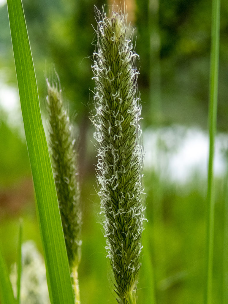 Лисохвост луговой (Alopecurus pratensis)