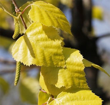 Береза бородавчатая (Betula verrucosa)