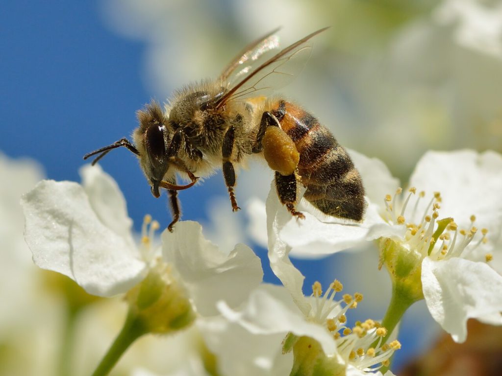 Пчела медоносная (Apis mellifera)