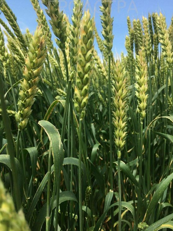 Пшеница посевная (Triticum aestivum)