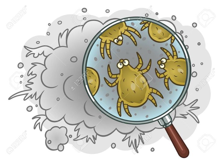 Dermatophagoides microceras