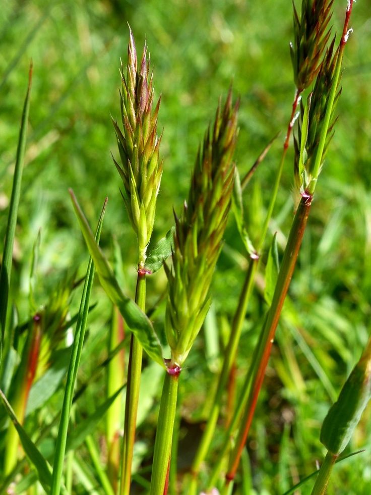 Колосок душистый (Anthoxanthum odoratum)