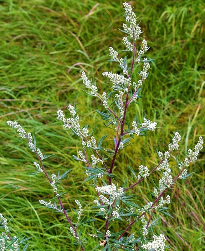 Полынь обыкновенная (Artemisia vulgaris) Полынь обыкновенная (Artemisia vulgaris)