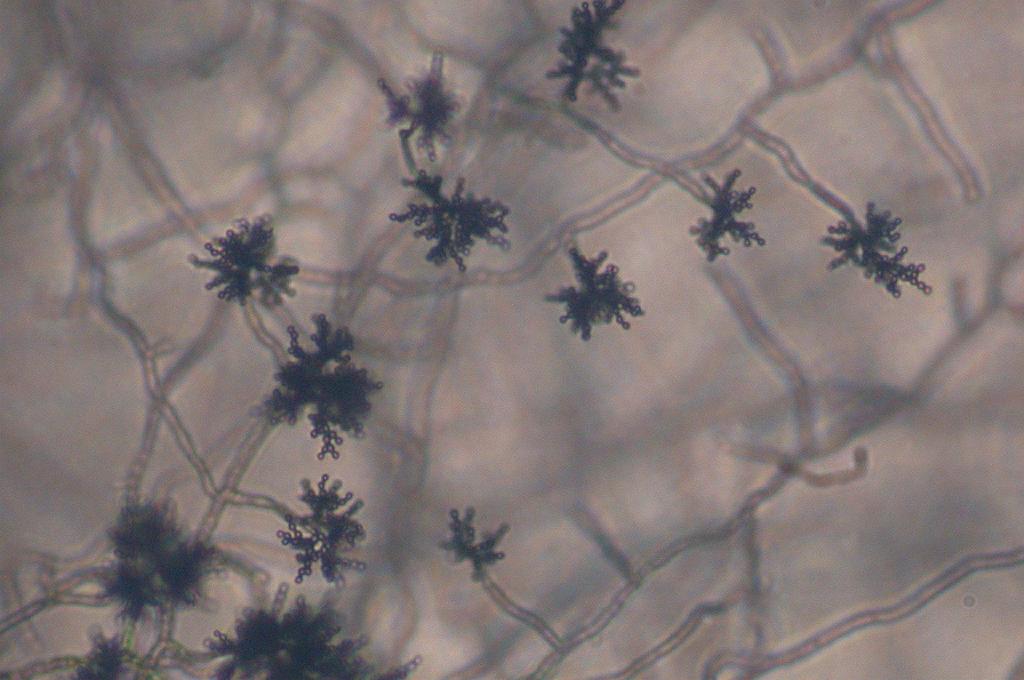 Cladosporium herbarum