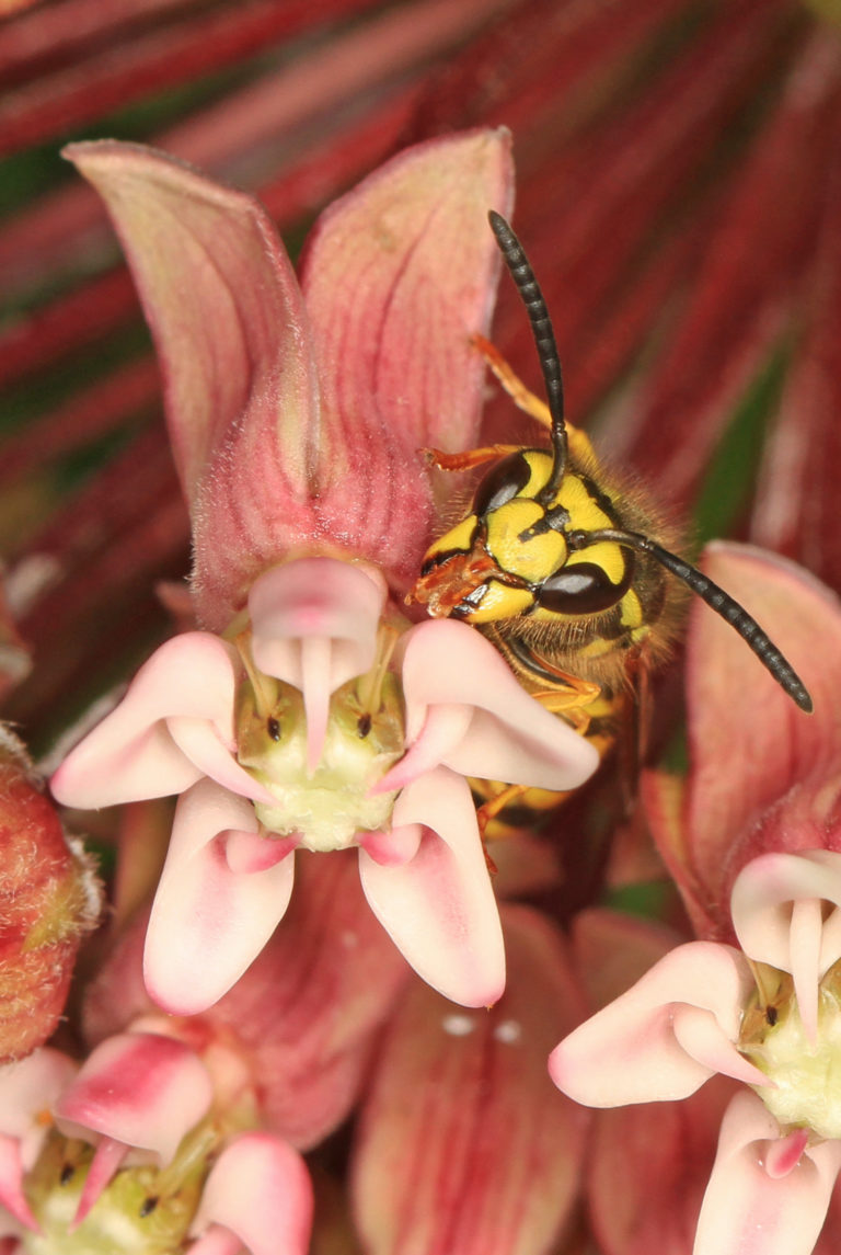 Оса обыкновенная (Vespula spp.)