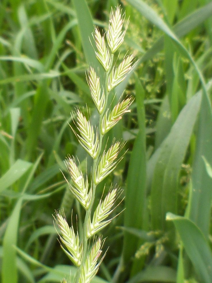 Плевел/ Райграс многолетний (Lolium Perenne)