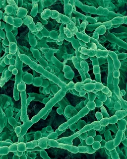 Aureobasidium pullulans