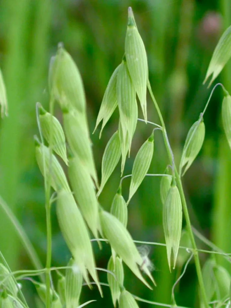 Овес посевной (Avena sativa)