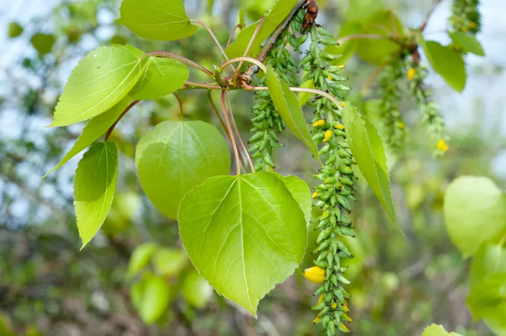 Осина обыкновенная (Populus tremula)