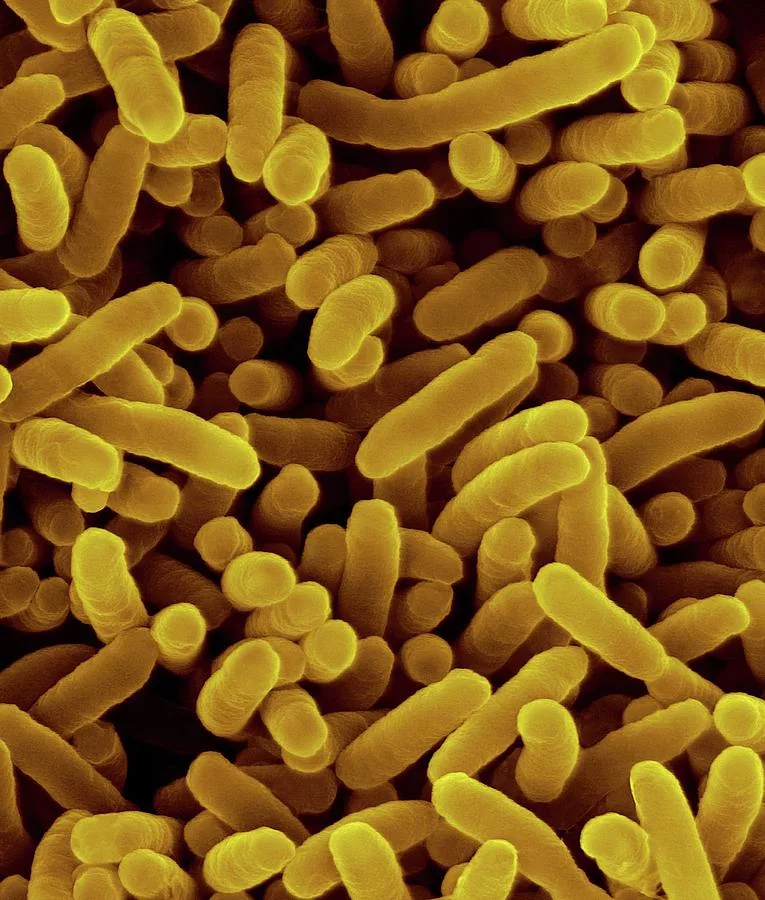 Fusarium solani