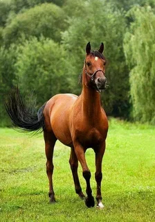 Аллерген