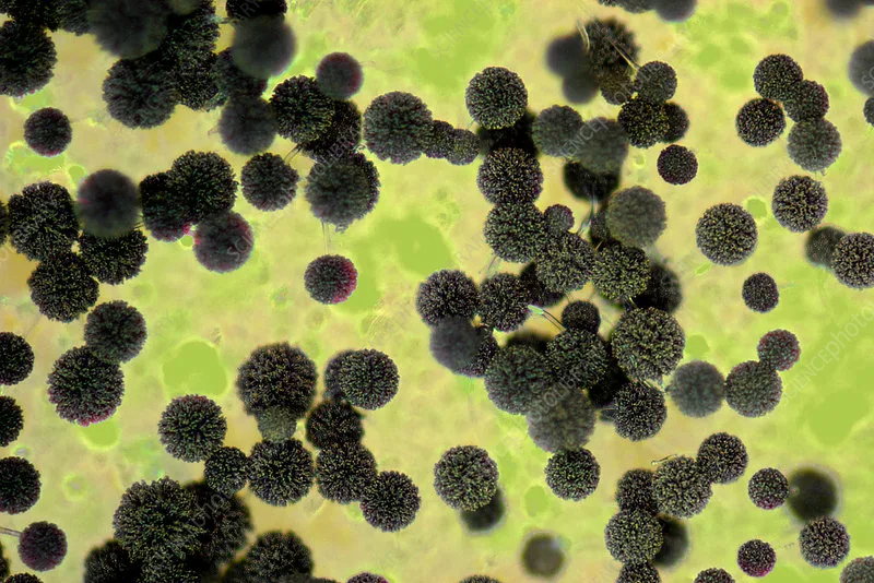 Aspergillus niger