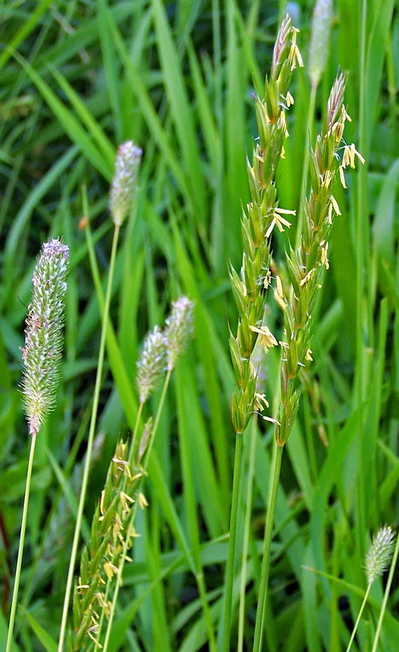 Пырей ползучий (Agropyron repens)
