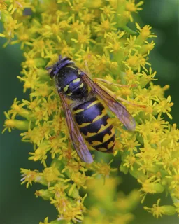 Оса пятнистая (Dolichovespula maculata)