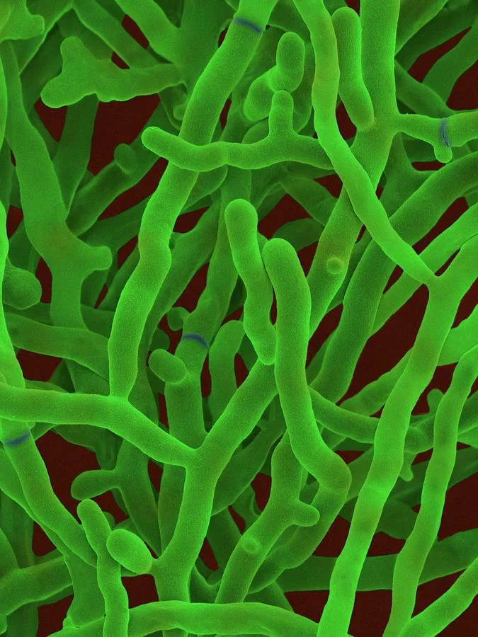Streptomyces griseus
