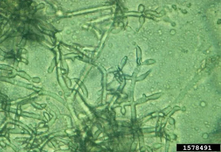 Trichoderma viride