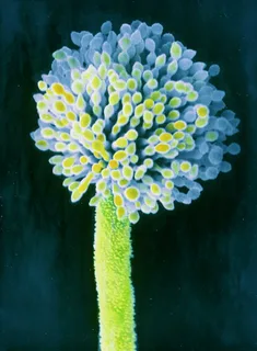 Aspergillus flavus