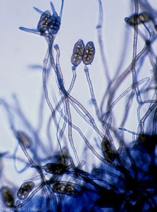 Stemphylium botryosum