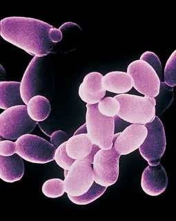 Saccharomyces carlsbergiensis