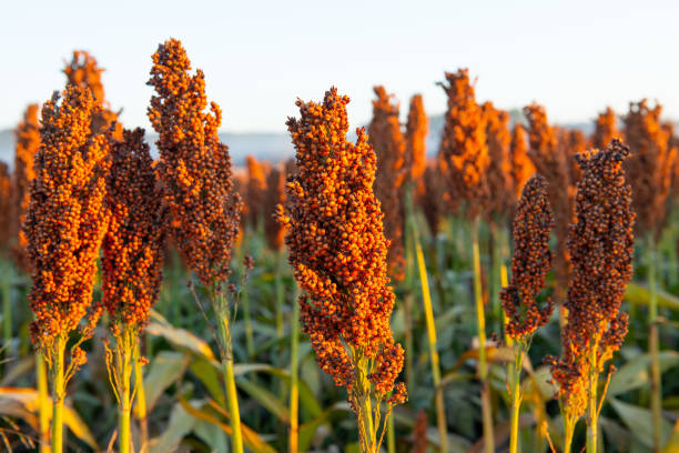 Сорго (Sorghum halepense)