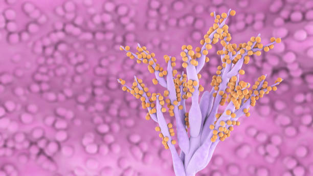 Penicillium notatum