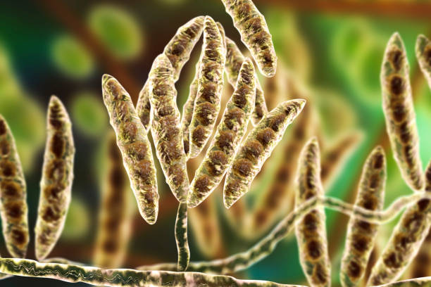 Fusarium moniliforme