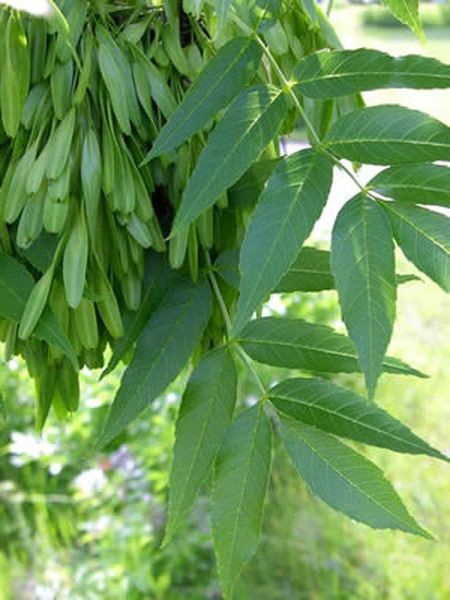 Ясень американский (Fraxinus аmericana)